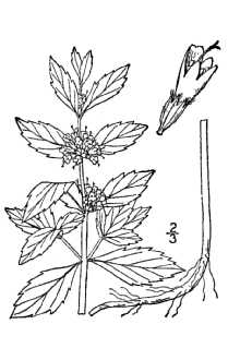 <i>Mentha arvensis</i> L. ssp. borealis (Michx.) Roy L. Taylor & MacBryde