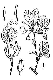 <i>Menziesia ferruginea</i> Sm. ssp. glabella (A. Gray) Calder & Roy L. Taylor