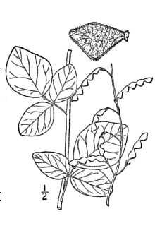 <i>Meibomia glabella</i> (Michx.) Kuntze
