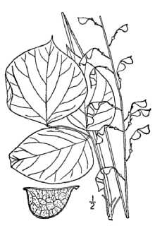 <i>Hylodesmum glutinosum</i> (Muhl. ex Willd.) H. Ohashi & R.R. Mill