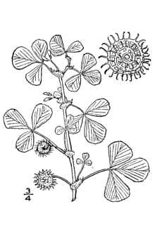<i>Medicago apiculata</i> auct. non Willd.