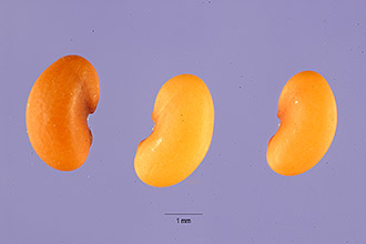 <i>Medicago polymorpha</i> L. var. ciliaris (Ser.) Shinners
