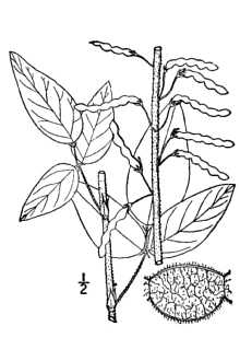 <i>Meibomia illinoensis</i> (A. Gray) Kuntze
