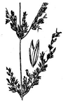 Smallflower Melicgrass