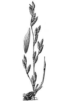 <i>Bromelica bulbosa</i> (Geyer ex Porter & J.M. Coult.) W.A. Weber
