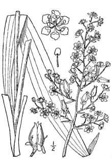 <i>Melanthium hybridum</i> Walter