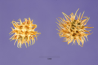 <i>Trigonella laciniata</i> auct. non L.