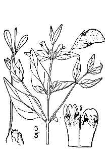 <i>Melampyrum latifolium</i> (W. Barton) Muhl. ex Britton & A. Br.