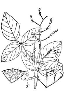 <i>Meibomia laevigata</i> (Nutt.) Kuntze