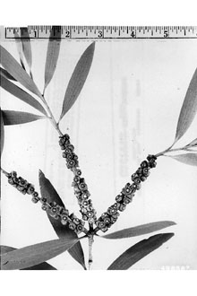 <i>Melaleuca leucadendron</i> auct. non (L.) L., orth. var.