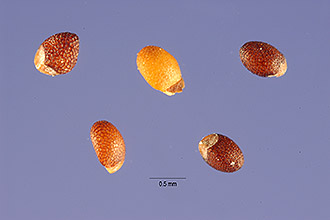 <i>Mentha longifolia</i> (L.) Huds. var. undulata (Willd.) Fiori