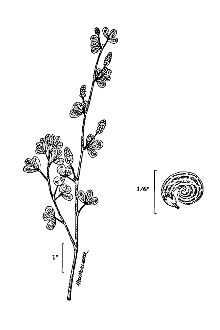 <i>Medicago lupulina</i> L. var. cupaniana (Guss.) Boiss.