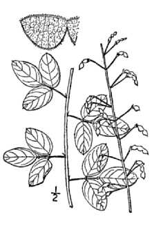 <i>Meibomia marilandica</i> (L.) Kuntze