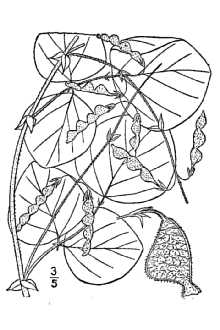 <i>Meibomia rotundifolia</i> (DC.) Kuntze