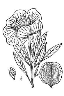 <i>Oenothera missouriensis</i> Sims
