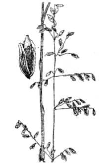 Montezuma Melicgrass