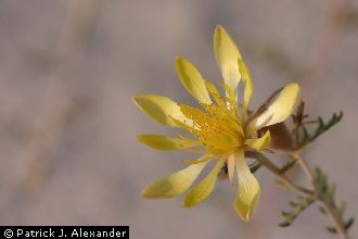 Adonis Blazingstar