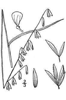 Twoflower Melicgrass
