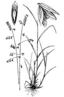 Twoflower Melicgrass