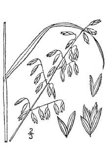 Threeflower Melicgrass
