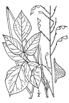 <i>Meibomia nudiflora</i> (L.) Kuntze