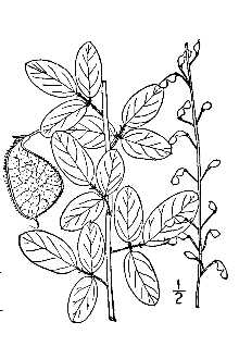 <i>Meibomia obtusa</i> (Muhl. ex Willd.) Vail