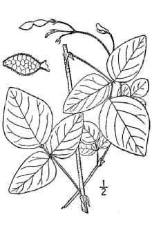 <i>Meibomia ochroleuca</i> (M.A. Curtis ex Canby) Kuntze