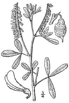 <i>Melilotus alba</i> Medikus, orth. var.