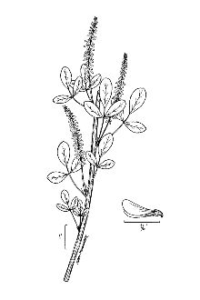 <i>Melilotus albus</i> Medik. var. annuus Coe