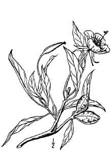 <i>Oenothera missouriensis</i> Sims var. oklahomensis (J.B.S. Norton) Munz