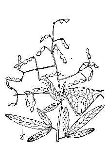 <i>Desmodium paniculatum</i> (L.) DC. var. angustifolium Torr. & A. Gray