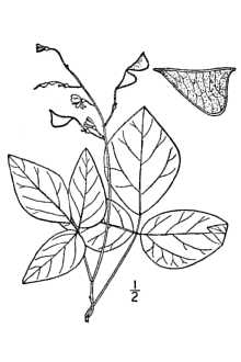 <i>Meibomia pauciflora</i> (Nutt.) Kuntze
