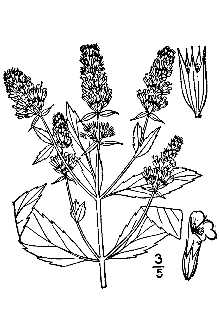 <i>Mentha ×piperita</i> L. var. citrata (Ehrh.) B. Boivin (pro nm.)