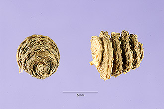 <i>Medicago polymorpha</i> L. var. ciliaris (Ser.) Shinners