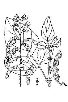 <i>Meibomia floridana</i> (Chapm.) Kuntze