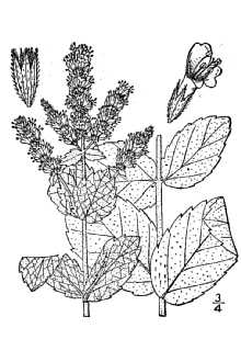 <i>Mentha rotundifolia</i> auct. non (L.) Huds.