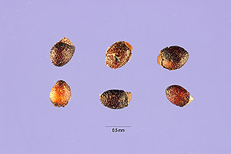 <i>Mentha rotundifolia</i> auct. non (L.) Huds.