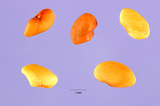<i>Medicago sativa</i> L. ssp. varia (Martyn) Arcang.