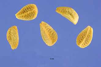 <i>Menodora scabra</i> A. Gray var. glabrescens A. Gray