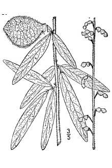 <i>Meibomia sessilifolia</i> (Torr.) Kuntze