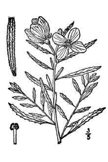 <i>Oenothera serrulata</i> Nutt.