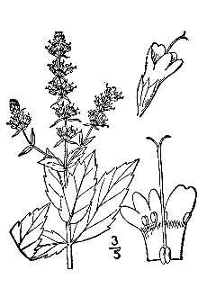 <i>Mentha spicata</i> L. var. longifolia L.