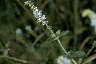 <i>Mentha spicata</i> L. var. longifolia L.