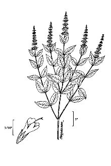 <i>Mentha spicata</i> L. var. spicata