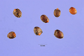 <i>Mentha longifolia</i> (L.) Huds. var. mollissima (Borkh.) Rouy