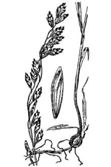 <i>Bromelica spectabilis</i> (Scribn.) W.A. Weber