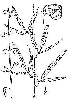 <i>Meibomia stricta</i> (Pursh) Kuntze