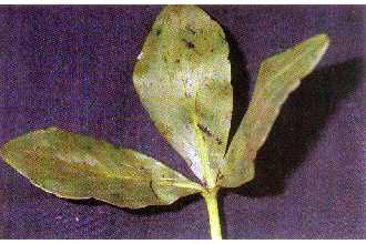 <i>Menyanthes trifoliata</i> L. var. minor Raf.