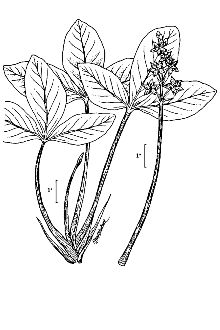 <i>Menyanthes trifoliata</i> L. var. minor Raf.