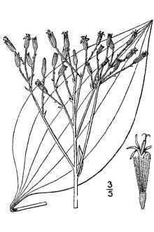 <i>Mesadenia tuberosa</i> (Nutt.) Britton